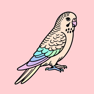 parakeet