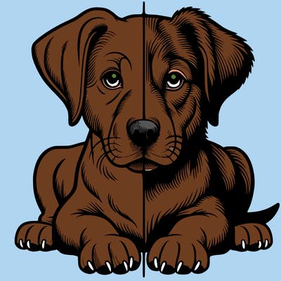 realistic dog split picture