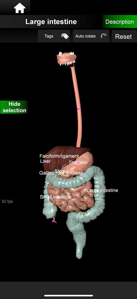 Modelo interactivo en 3D del sistema digestivo humano con etiquetas para el intestino grueso y otros órganos