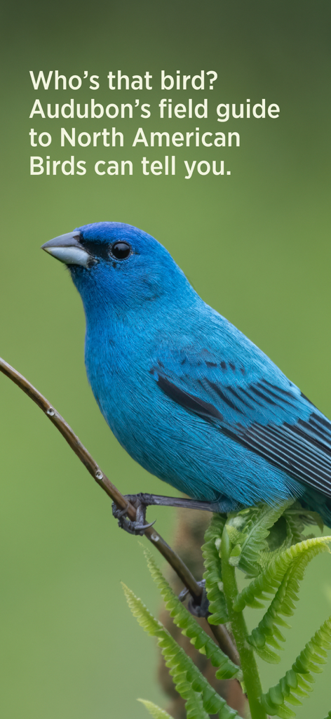 Audubon Bird Guide - A close up photo of a vibrant blue bird perched on a branch with text introducing the Audubon field guide to North American birds