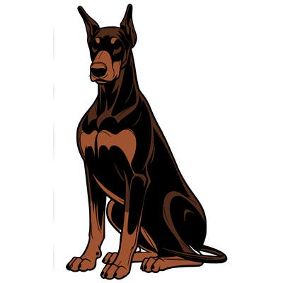 a dobermann sitting obedient