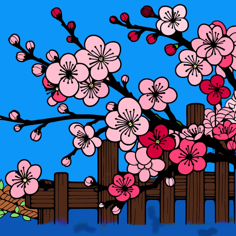 japan cherry blossom