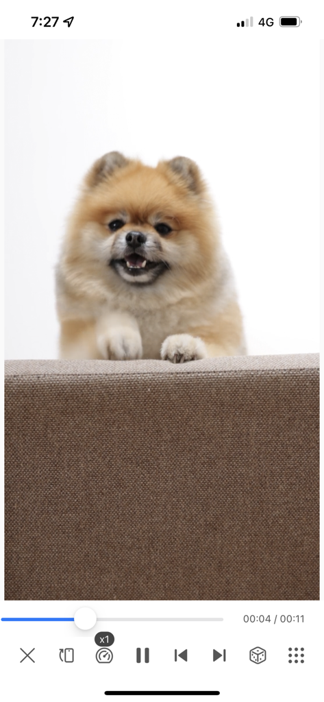 Video Saver & Player / iCap - iCap Video-Player-Oberfläche mit einem Video eines flauschigen Pomeranian-Hundes und Wiedergabesteuerungen