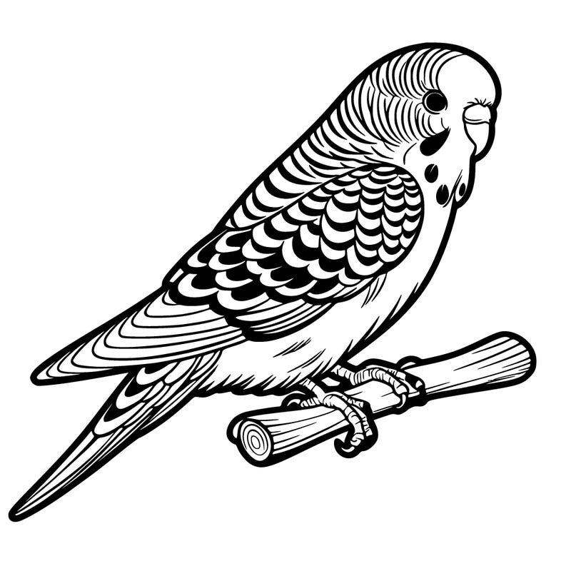 budgie