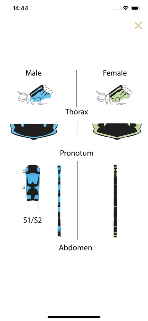 Dragonflies & Damselflies - Tabla de identificación comparativa para libélulas y caballitos del diablo machos y hembras que muestra anatomía como el tórax y el abdomen