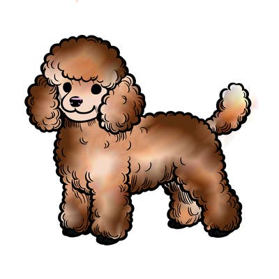 realistic mini poodle
