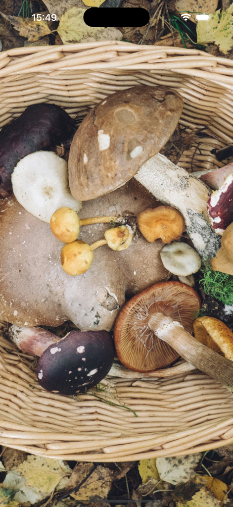 A variety of wild mushrooms collected in a wicker basket