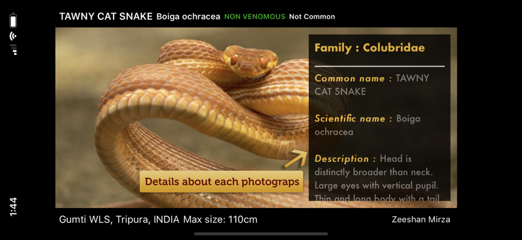 뱀 e가이드 앱의 황갈색 고양이뱀 사진과 설명 세부 정보