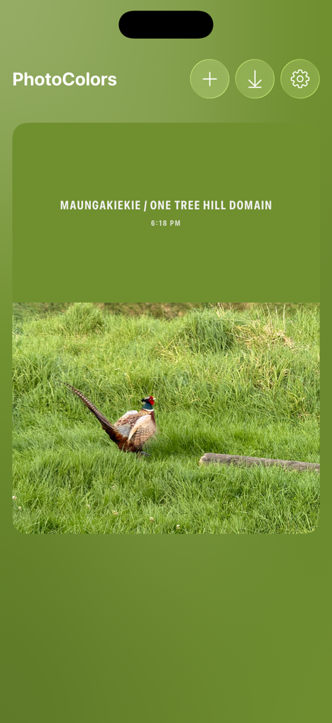 PhotoColors - Interfaz de la aplicación PhotoColors que muestra una tarjeta de metadatos de Live Photo con metadatos de ubicación y un faisán en hierba verde