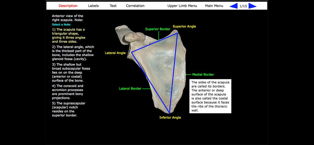 Vista anteriore di una scapola destra umana reale con etichette anatomiche e note di studio.