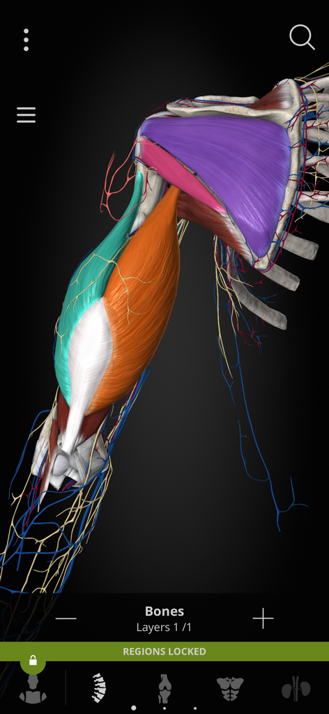Anatomyka - Detailed 3D anatomical model of human shoulder and arm muscles in the Anatomyka app