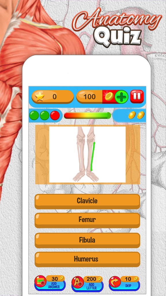Anatomy Quiz game interface showing a multiple choice question for identifying human leg bones