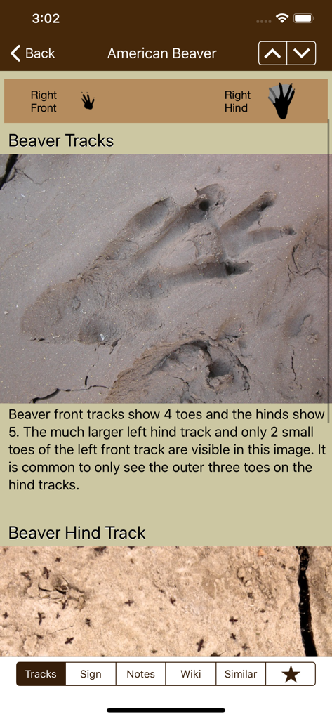 iTrack Wildlife Basic - Mobile app interface for iTrack Wildlife Basic showing a detailed guide and photo for identifying American Beaver tracks.