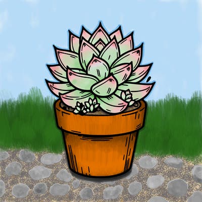 succulent plant potted