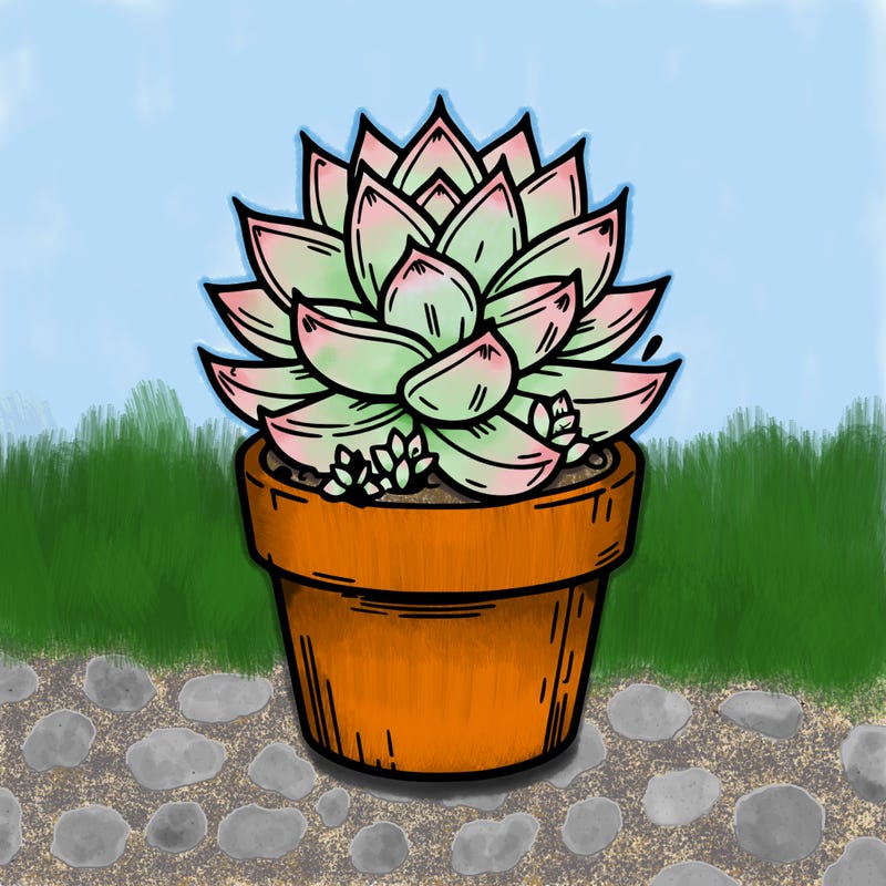 succulent plant potted