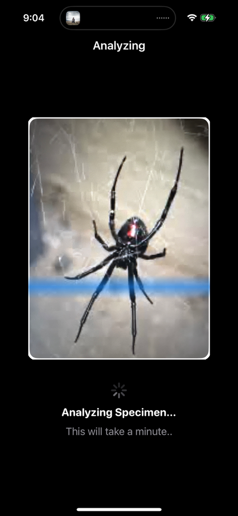 Spider League: Arena - AI scanning a black widow spider in the Spider League Arena app