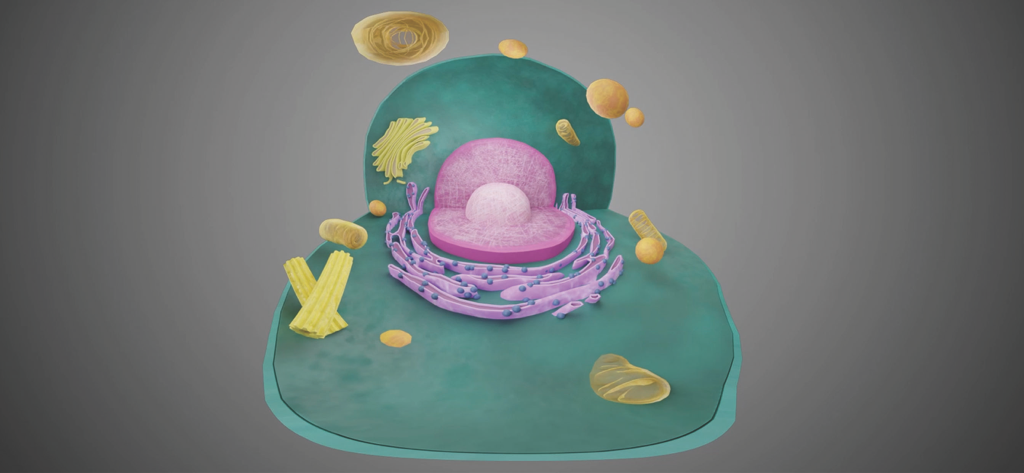 A 3D cross section of a human cell showing the nucleus and organelles in virtual reality