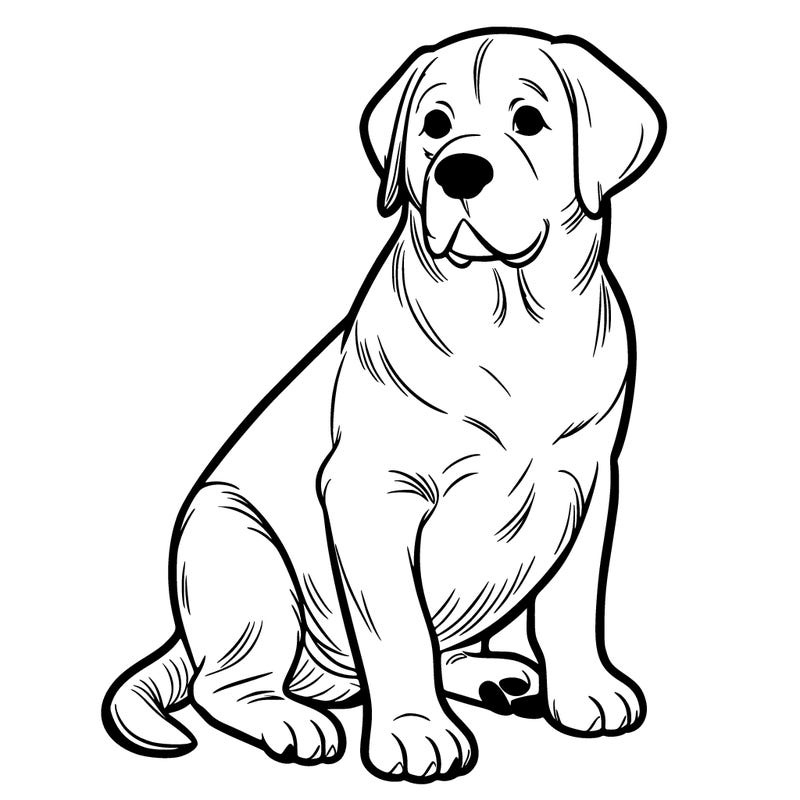 labrador