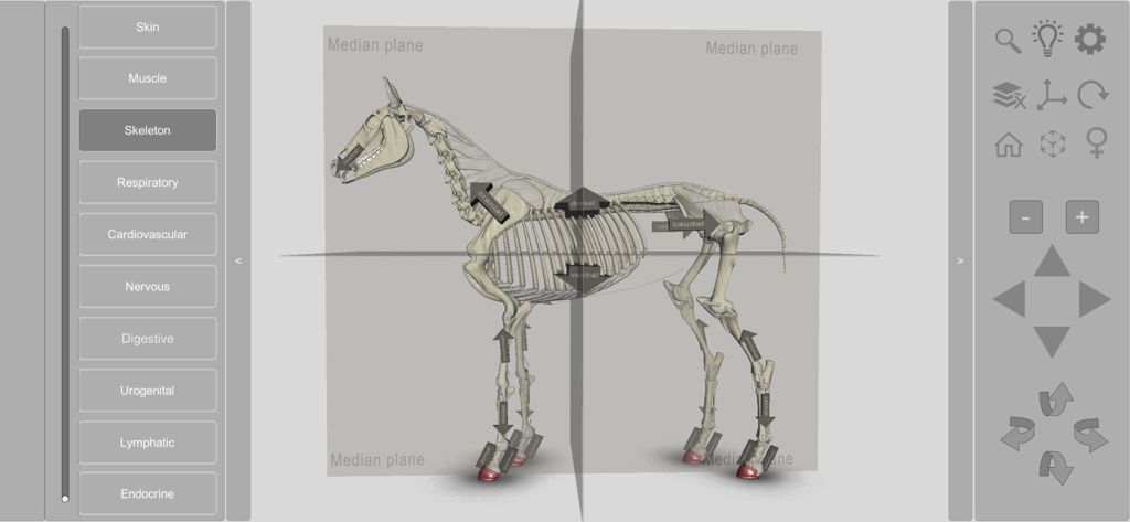 A 3D model of a horse skeleton with anatomical direction labels in the 3D Horse Anatomy app.