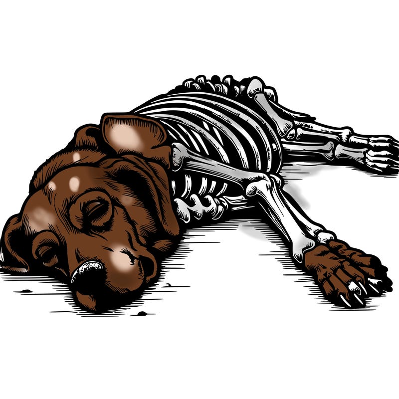 realistic dead dog