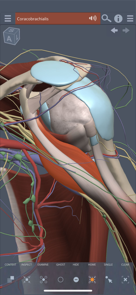 Primal's 3D Shoulder - Interactive 3D anatomical model of a human shoulder showing muscle and nerve layers
