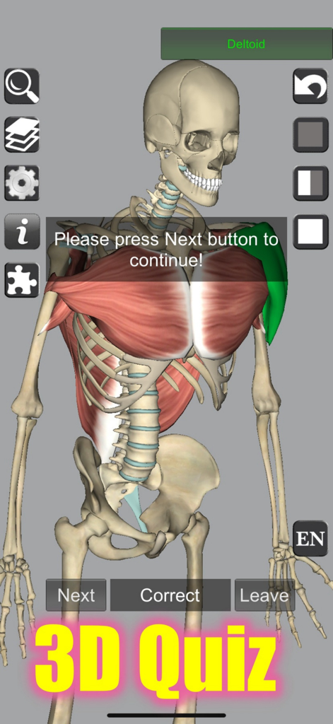 3D anatomy quiz screen highlighting the deltoid muscle on a human skeleton model