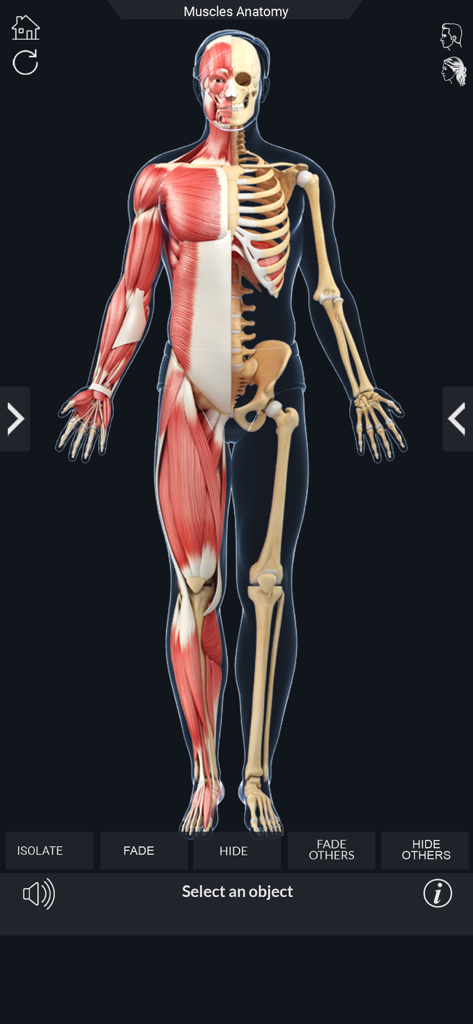 My Muscle Anatomy - Vista corporal completa en 3D de músculos humanos y sistema esquelético para la educación anatómica
