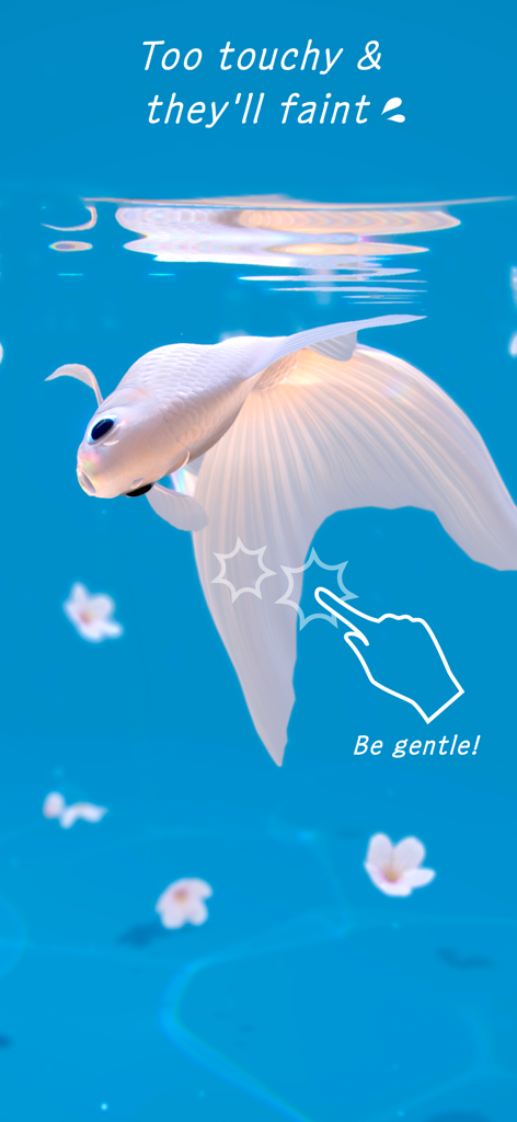 RYUKIN - White Ryukin goldfish swimming in blue water responding to a gentle touch
