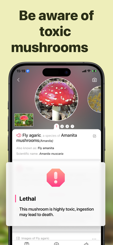Picture Mushroom: Identifier - ベニテングタケマッシュルームに対する致死的な毒性警告を表示するモバイルアプリ画面