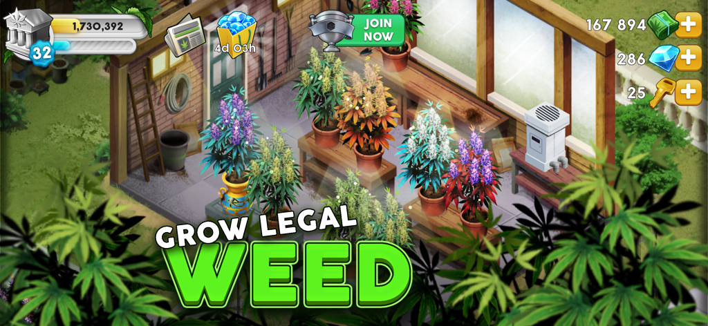 Une variété de souches de cannabis colorées poussant dans des pots à l'intérieur d'une serre dans le jeu mobile Hempire