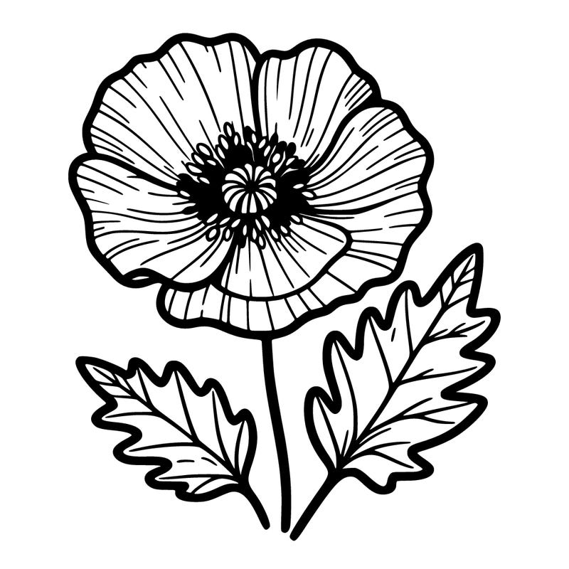 poppy flower