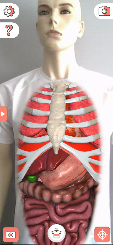 Vista de realidad aumentada de órganos internos humanos en una camiseta blanca