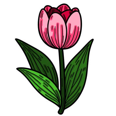 tulip