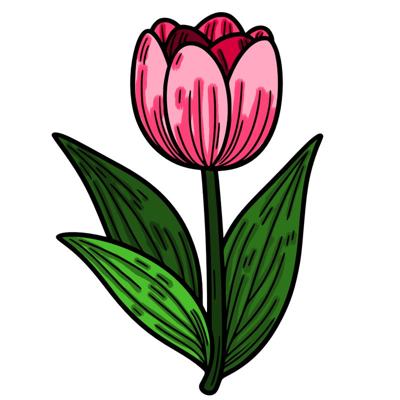 tulip