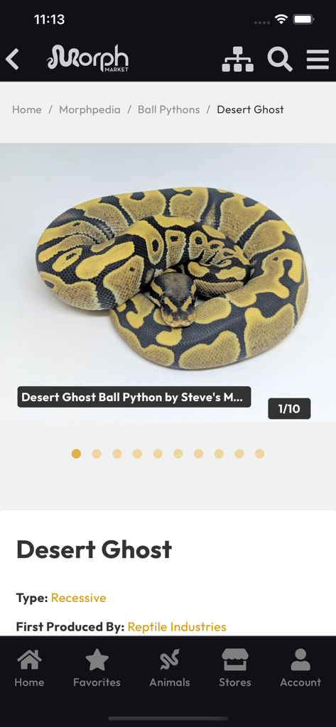MorphMarket - Ein Desert Ghost Ballpython, angezeigt auf seiner Morphpedia-Informationsseite innerhalb der MorphMarket App