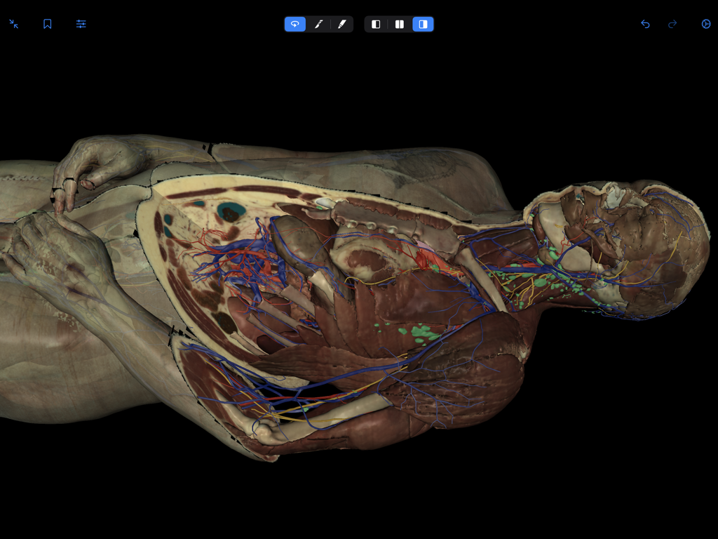 VH Dissector Pro - A detailed 3D virtual dissection of a human head and torso showing internal organs and vascular systems