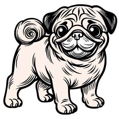 pug dog