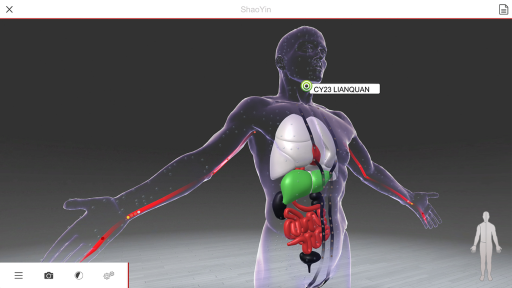 Un modello umano 3D che mostra organi interni e la posizione del punto di agopuntura CY23 Lianquan
