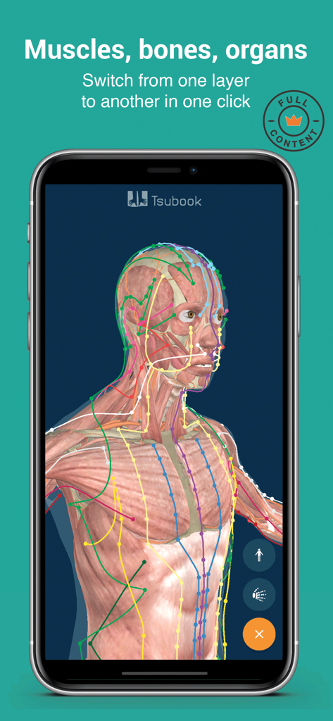 Un modèle de corps humain en 3D dans l'application Tsubook montrant les couches musculaires et les méridiens d'acupuncture