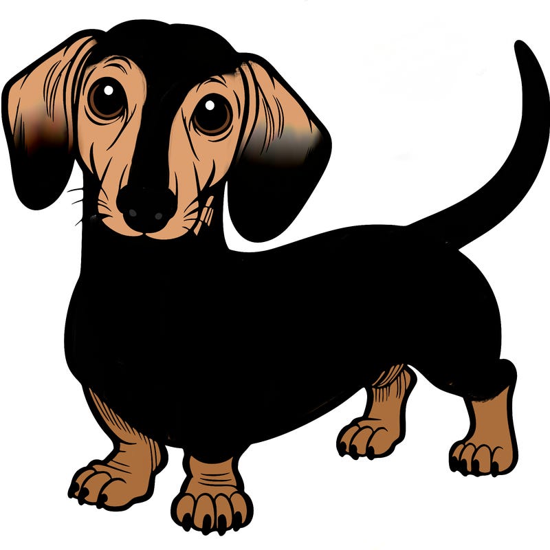 dachshund