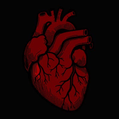 a realistic human heart