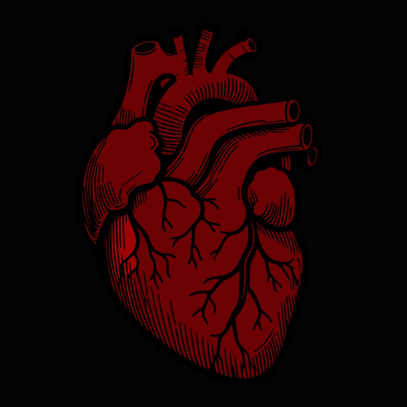 a realistic human heart