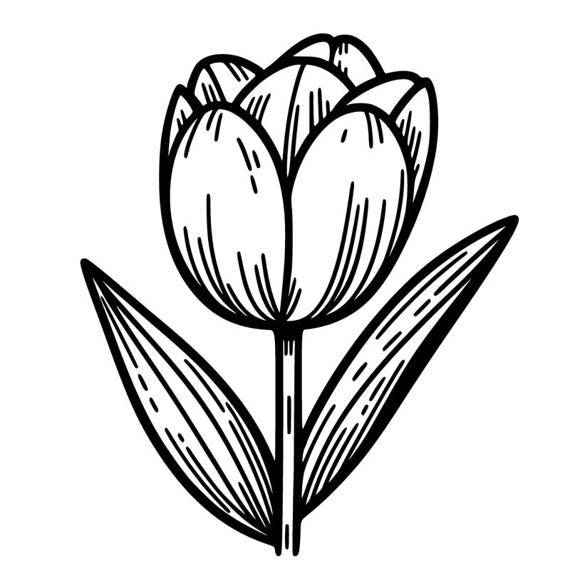 tulip