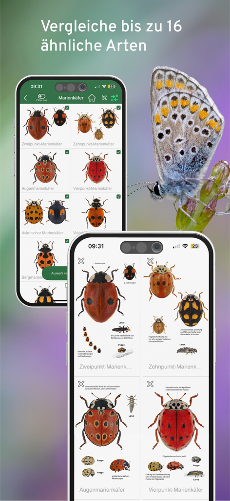 A mobile app interface showing a side-by-side comparison of different ladybug species including their larvae and pupae stages
