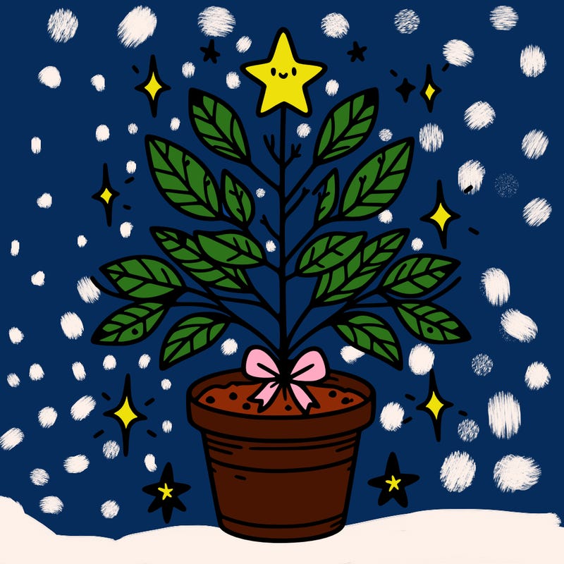 christmas plant