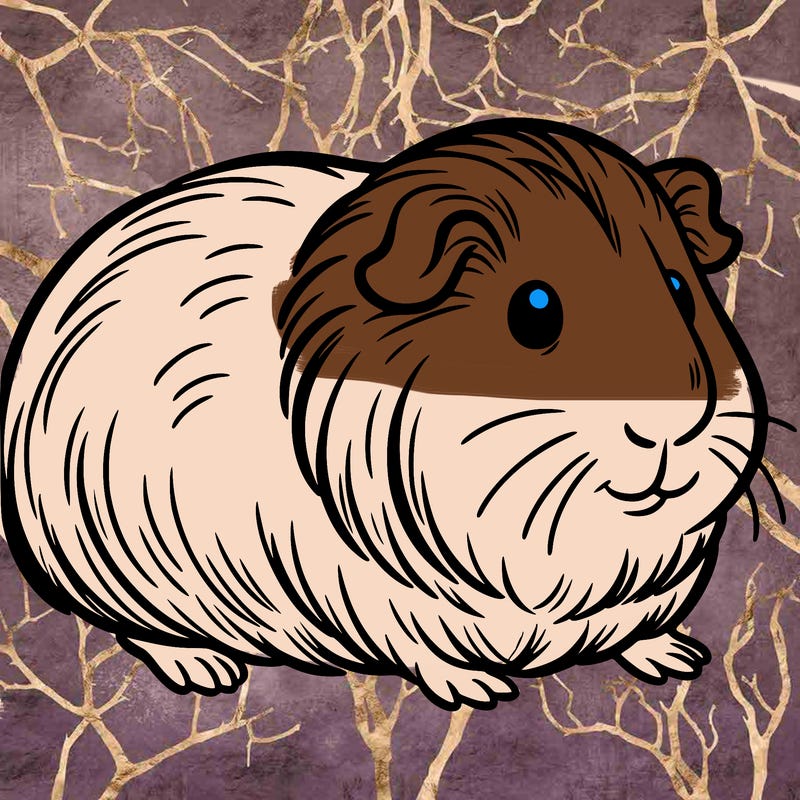 guinea pig