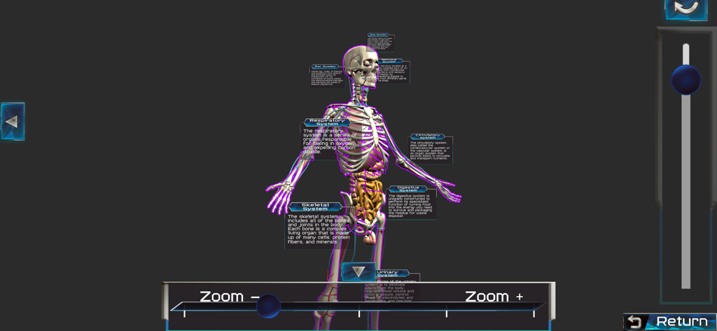 A 3D human skeleton model with labels for different body systems like respiratory and digestive