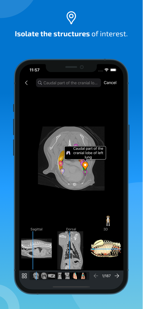 IMAIOS vet-Anatomy - IMAIOS vet-Anatomy app interface showing anatomical structure identification on a medical scan
