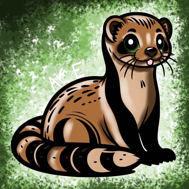 ferret