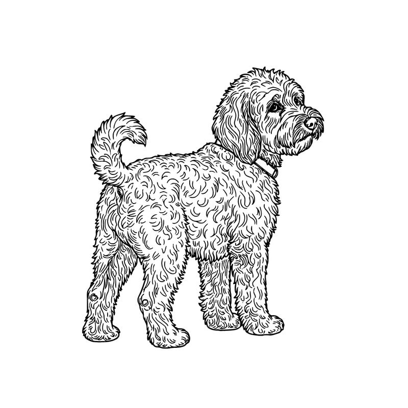 goldendodle dog